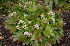 Мукдения росси (кленолистник) Карасуба C1,5 ЦО 