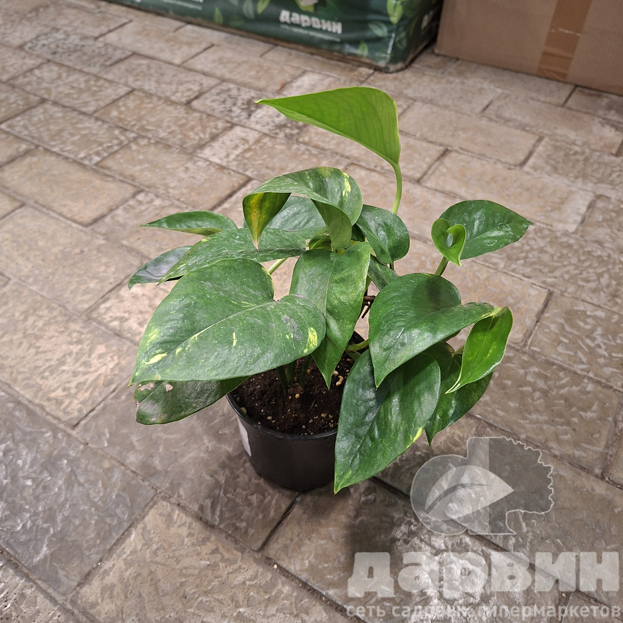 Эпипремнум Ауреум d12 Tim 