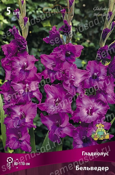 Клубень Гладиолус крупноцветковый Бельведер 10/12 5шт Поиск 