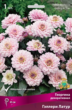 Клубень Георгина декоративная Гэллери Латур I 1шт Поиск 