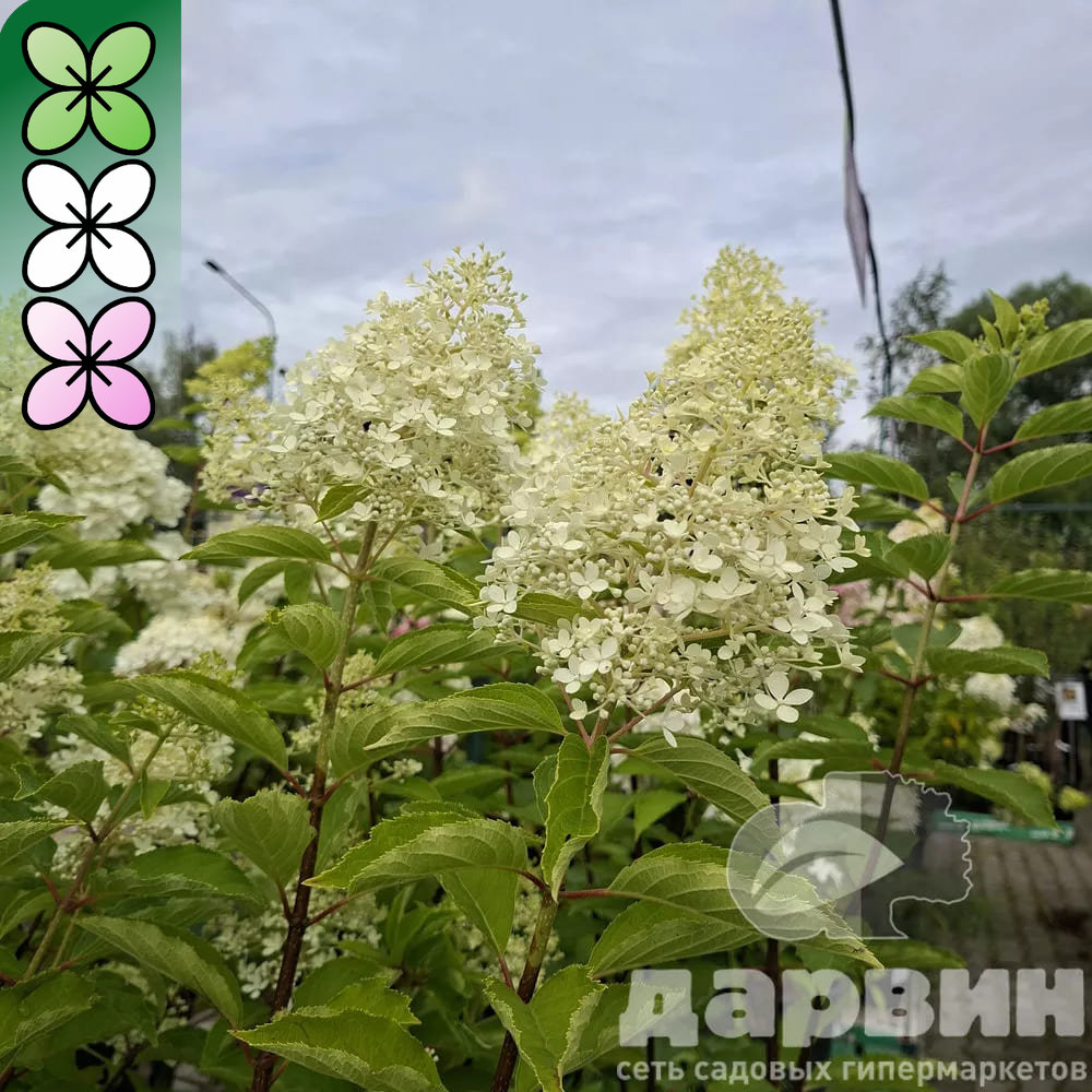 Гортензия метельчатая Меджикал Лайм Спаркл C15, 30-50 YP 