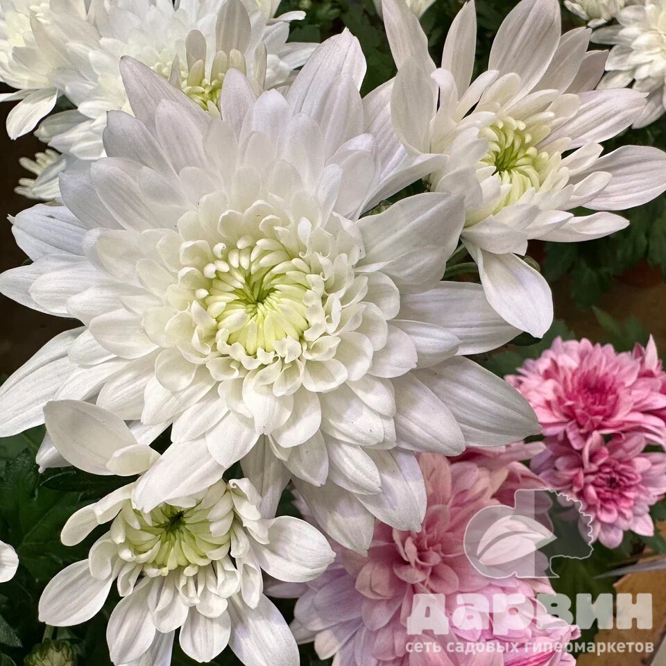 Хризантема d21 bix 