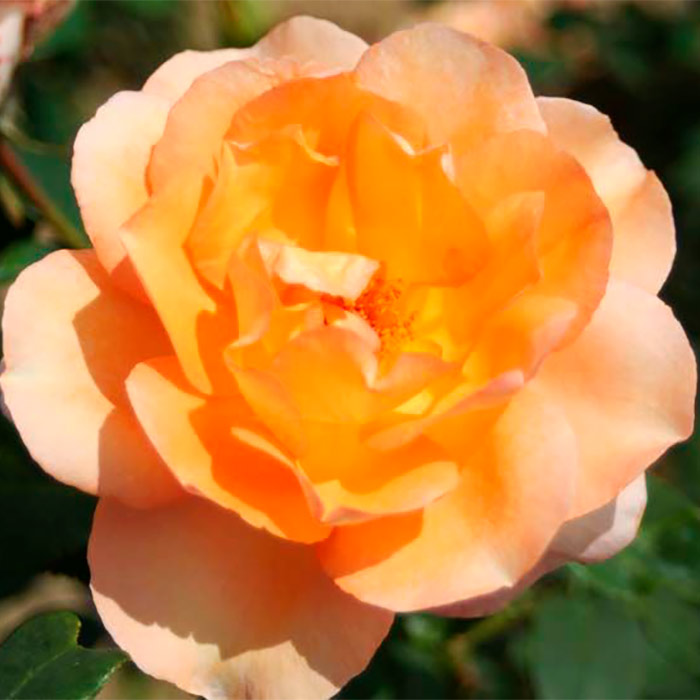 Роза флорибунда Барбара Винсдор с5, Tim 