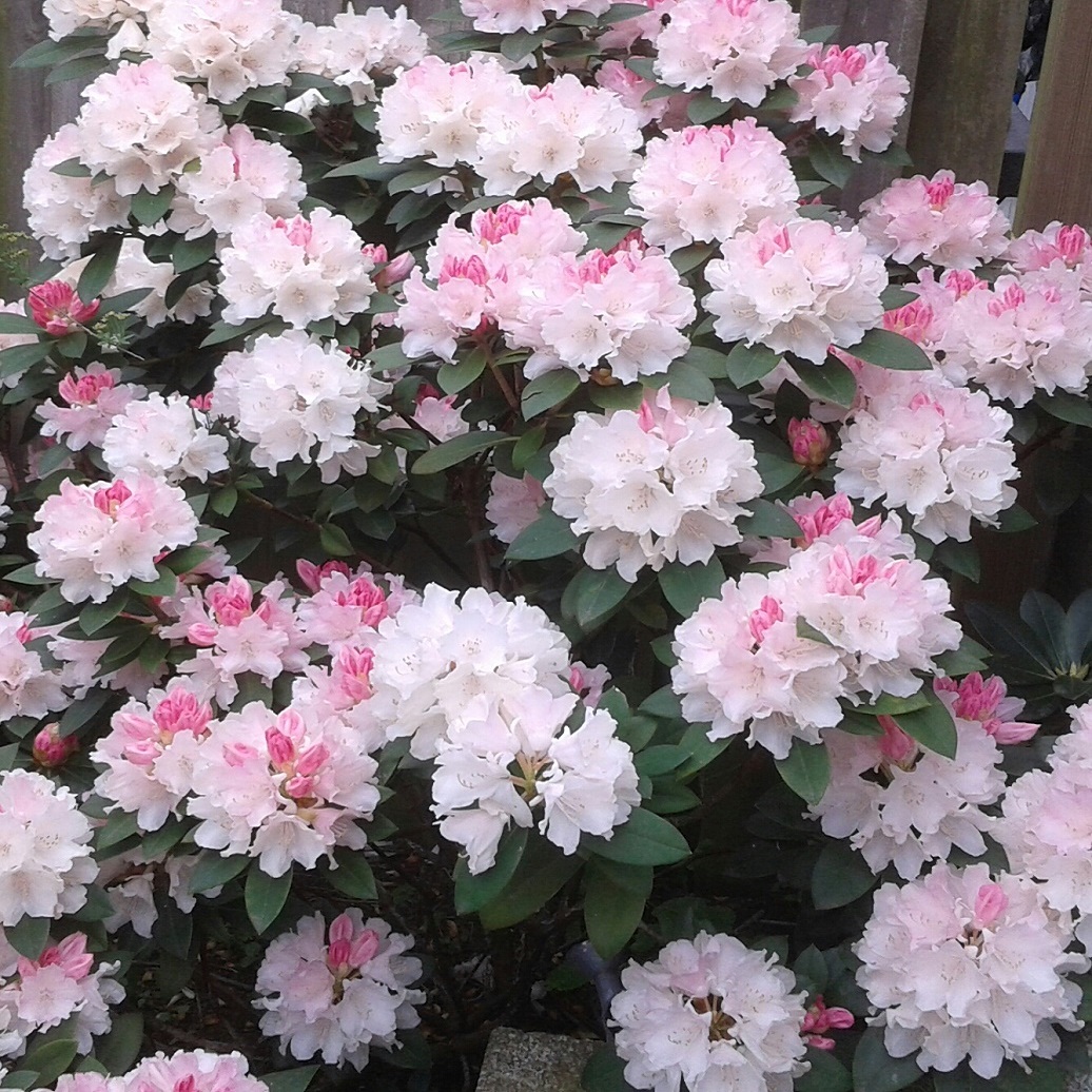 Рододендрон Хоппи v1 