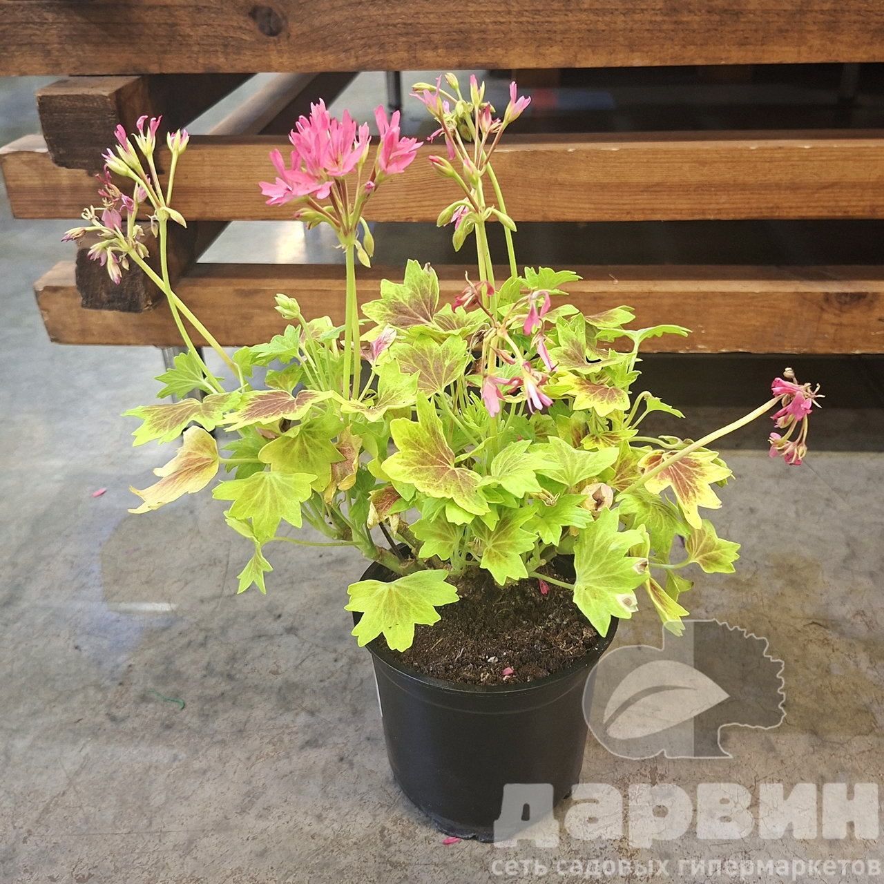 Пеларгония плющелистная Шоколадница d12 Tim 