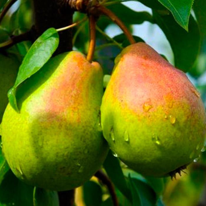 Груша Яковлевская поздн v7 100-140 Tim по цене  Груша Яковлевская поздн v7 100-140 Tim