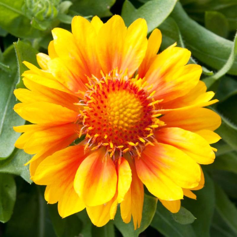 Гайлардия Меса Пич v2 Tim 