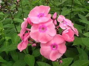 Флокс Генри Геру Tim 