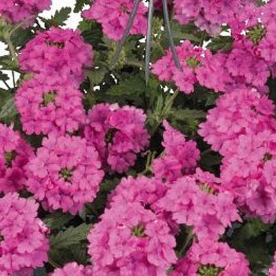 Вербена ампельная Импресс Сан розовая D23 ПВ 