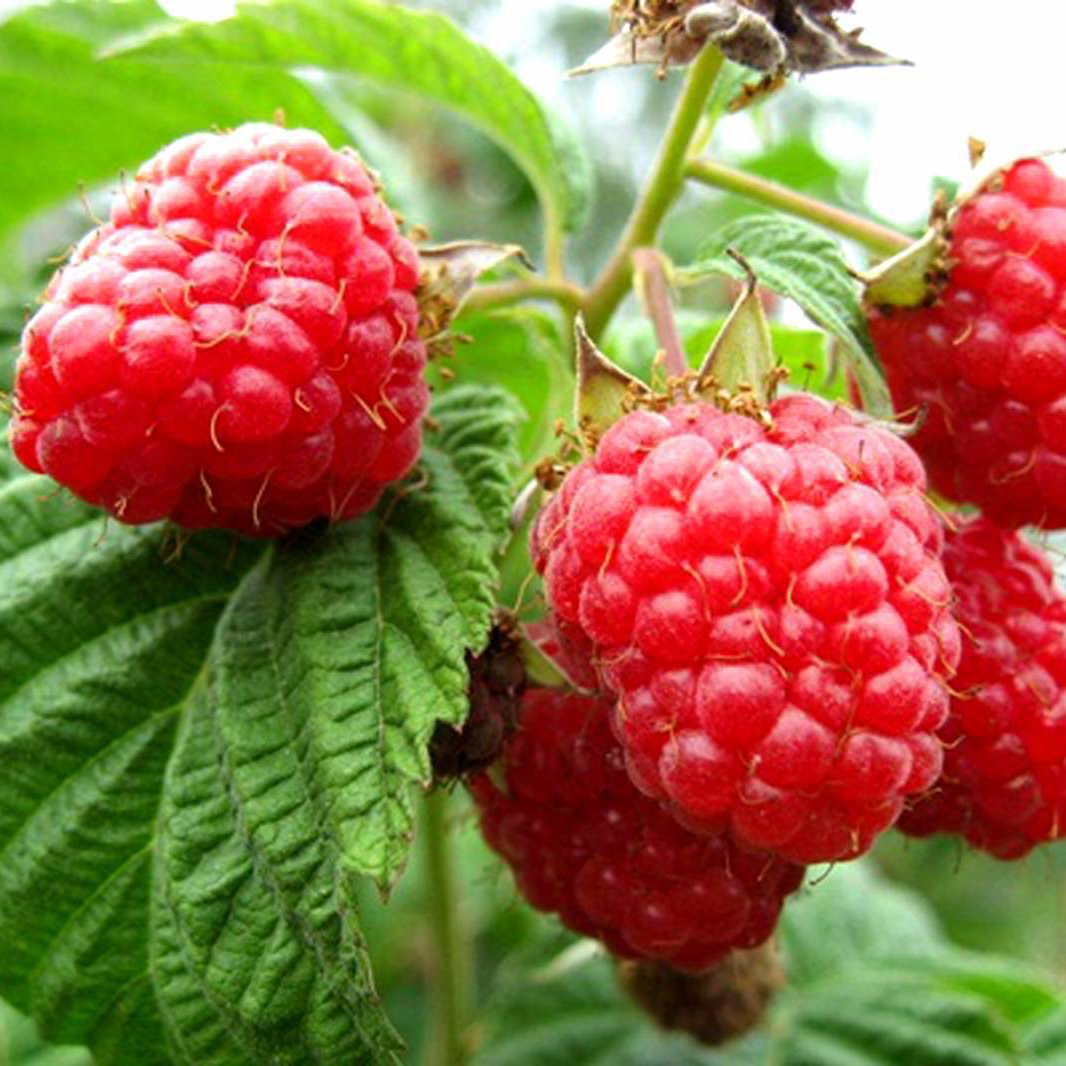 Малина Орбита, красная Р9 Tim 