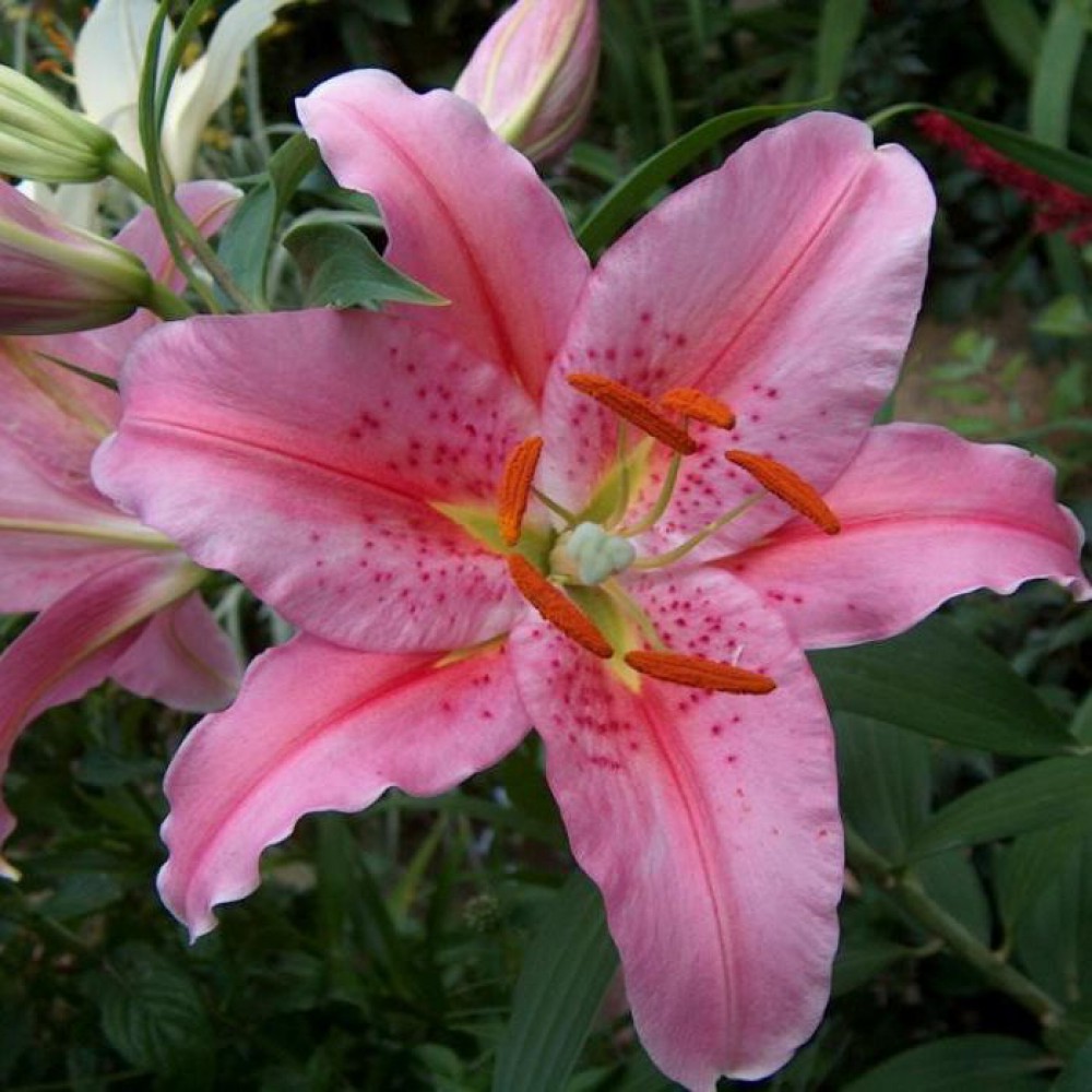 Лилия ОТ-гибрид Ломбардия d10 Tim 