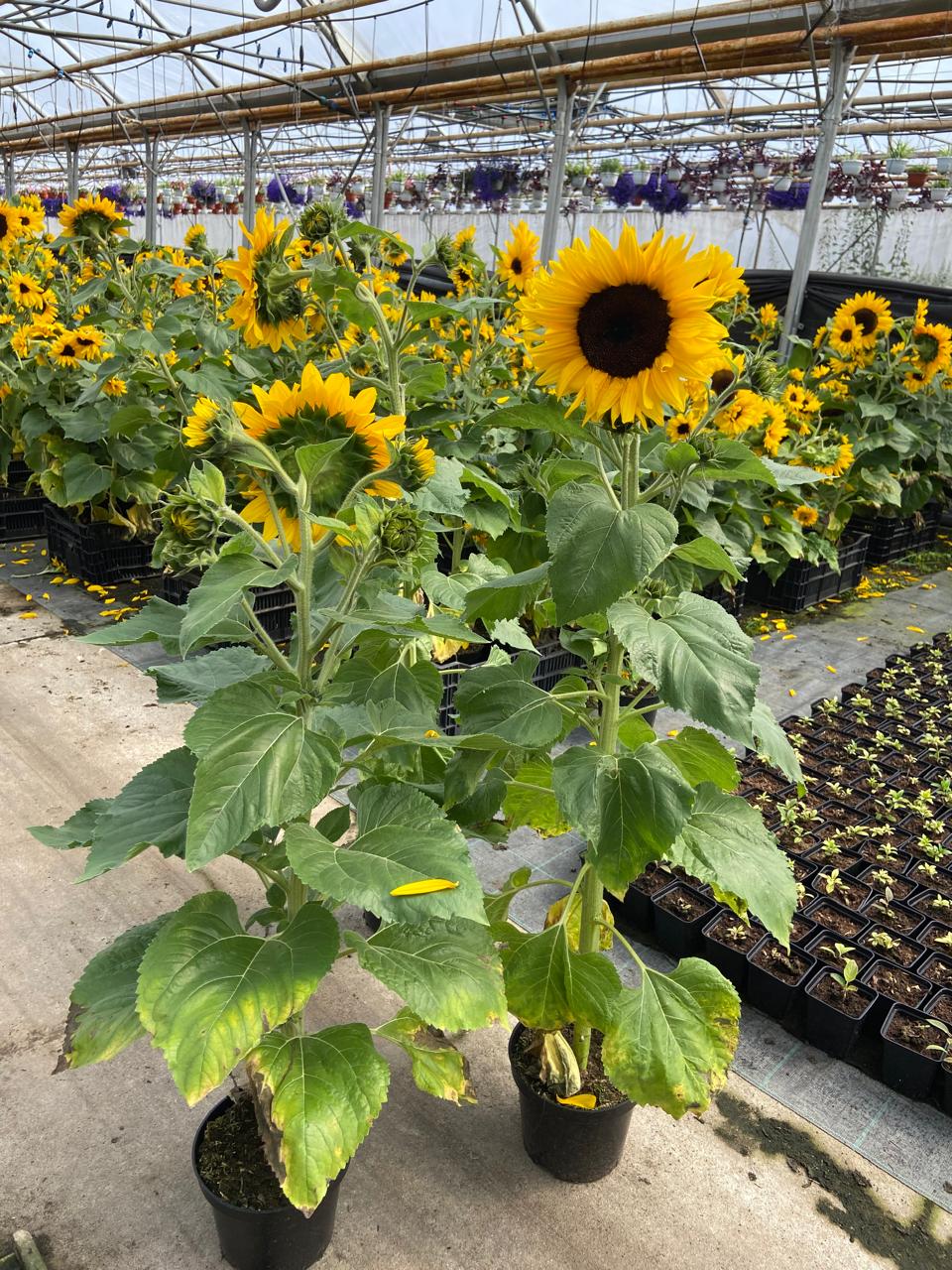 Подсолнух в ассортименте С3 Цм 