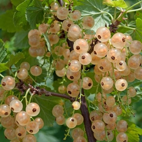 Смородина белая Белка в коробке, ЦО 