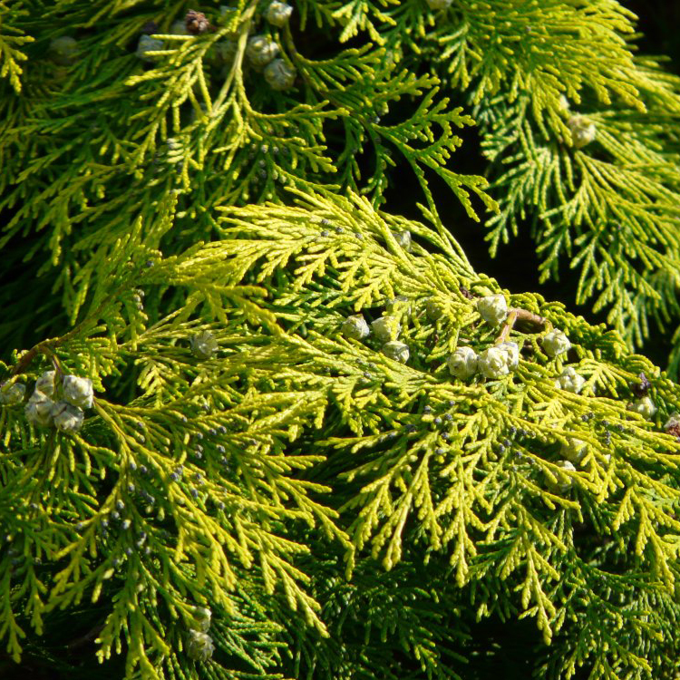 Кипарисовик Лавсона Голден спайр v3 Tim 