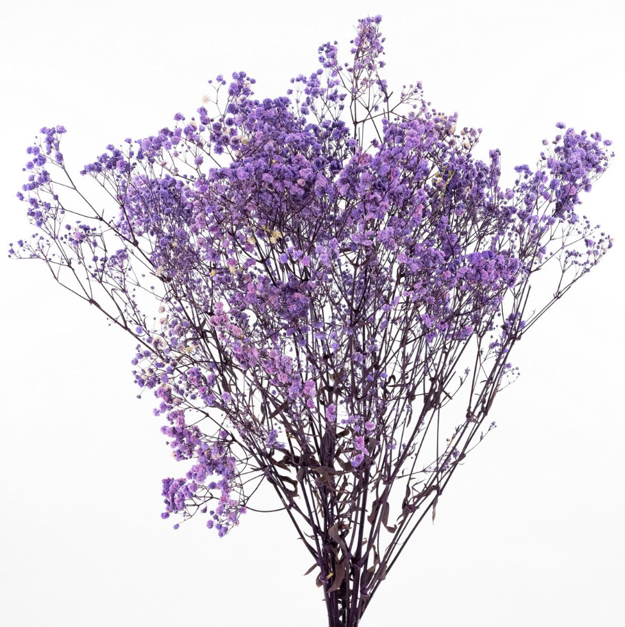 Сухоцветы Гипсофилы набор 120гр 75см, сиреневый по цене 
