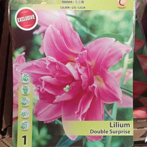 Луковица НВМ Лилия Дабл Сюрприз 12/14 1шт/уп 