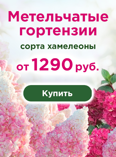 Гортензия метельчатая