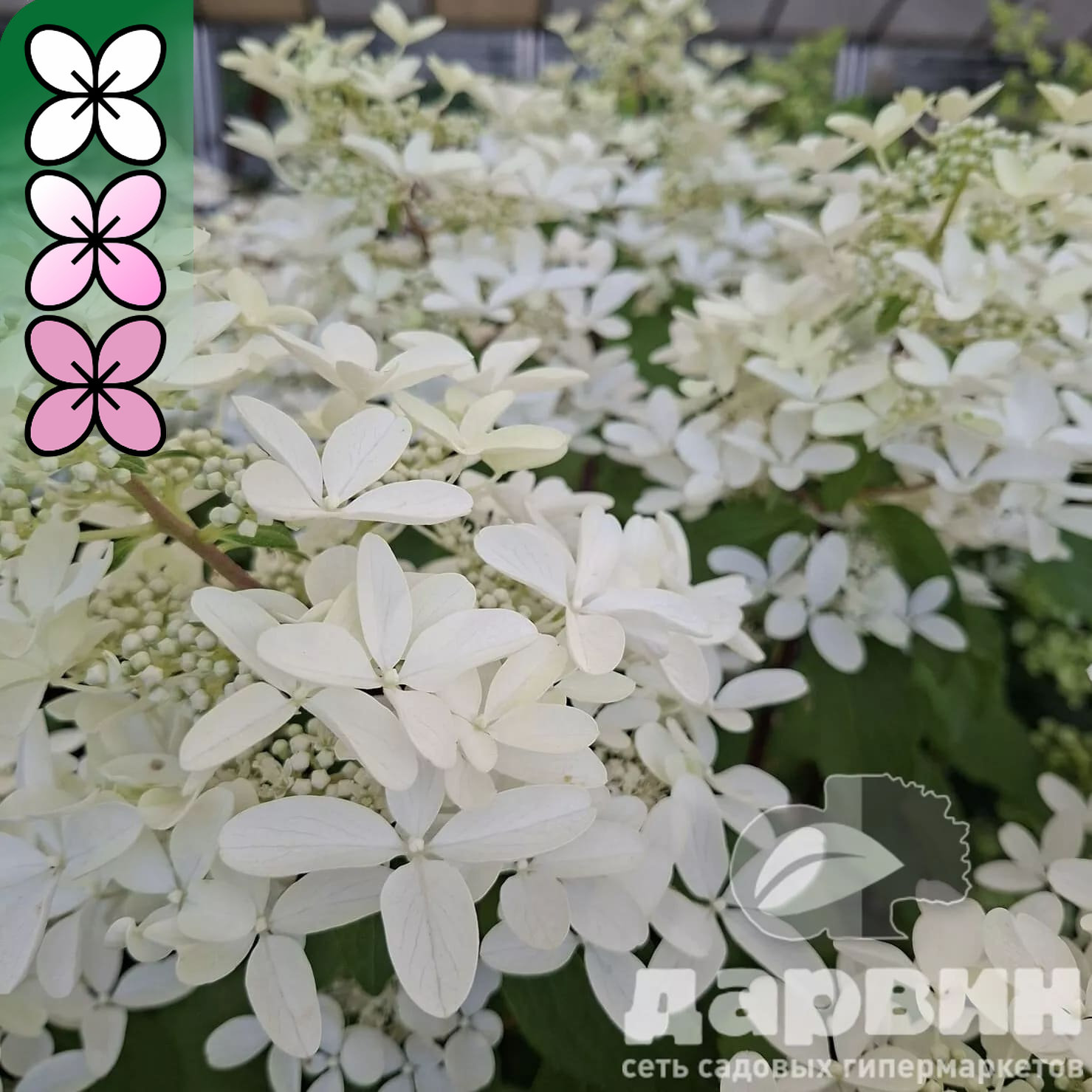 Гортензия метельчатая Стар Роуз C15, 30-50 YP 