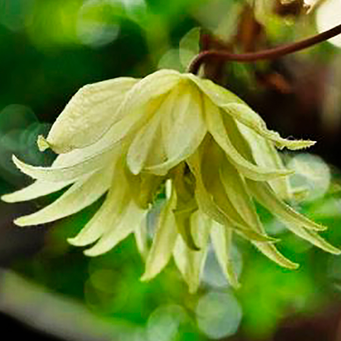 Клематис Lemon Dream PBR GA C2 E 