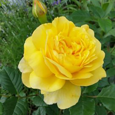 Роза английская THE POET'S WIFE Р25, Tim 