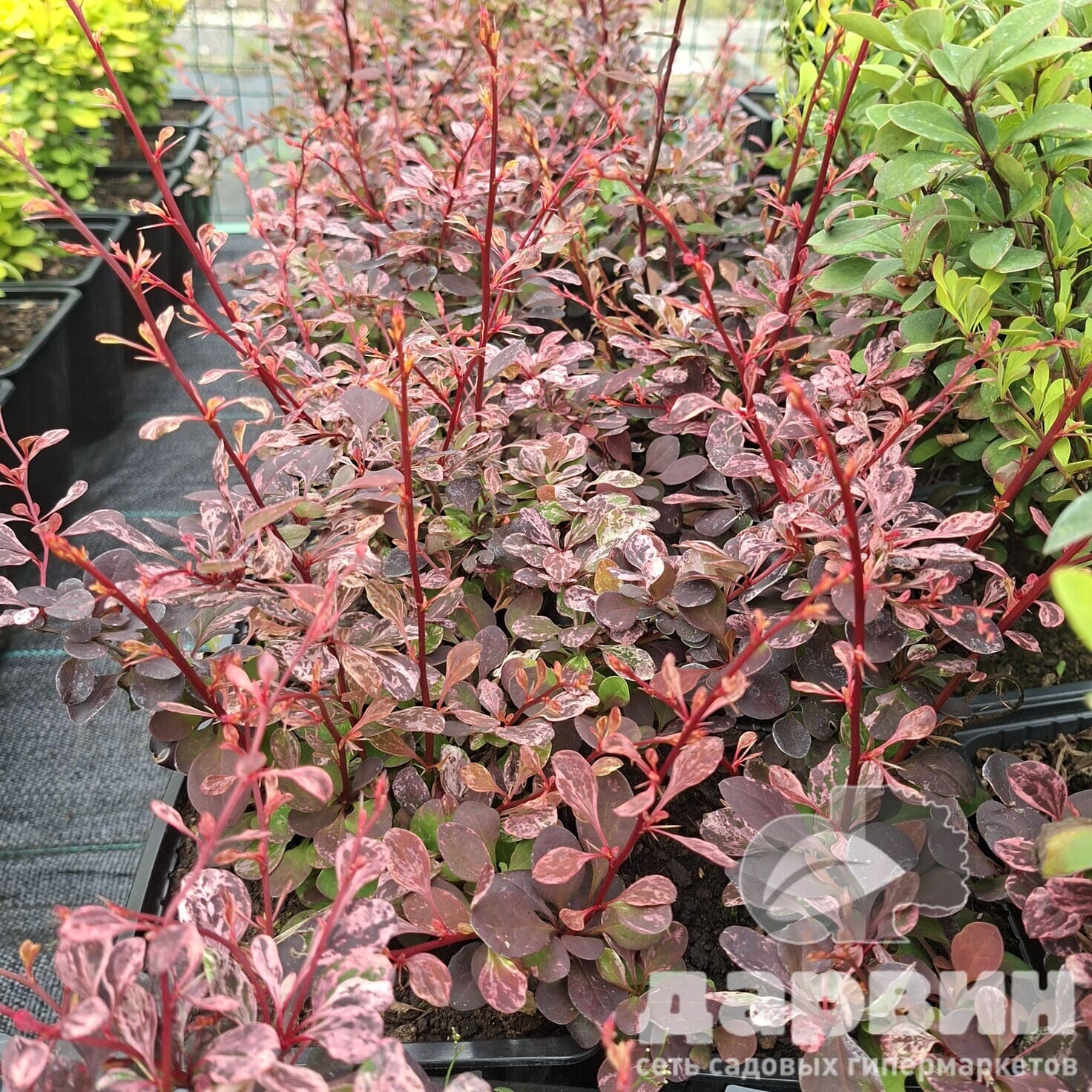 Барбарис тунберга Арлекин v2 Lav 