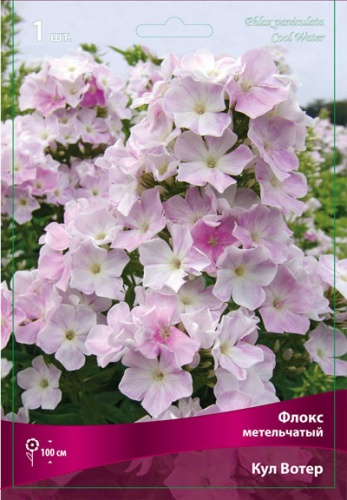 Кореневище Флокс метельчатый Кул Вотер 1шт Поиск 