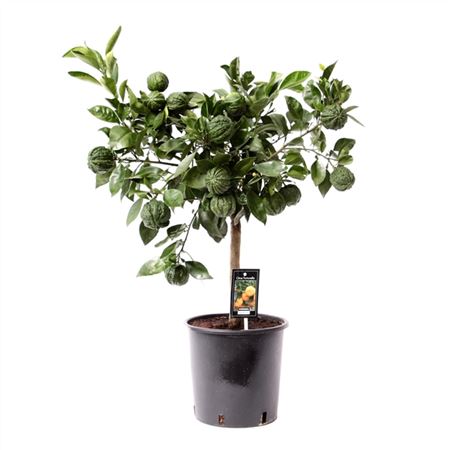 Цитрус Каналикулата на штамбе d22 h85 