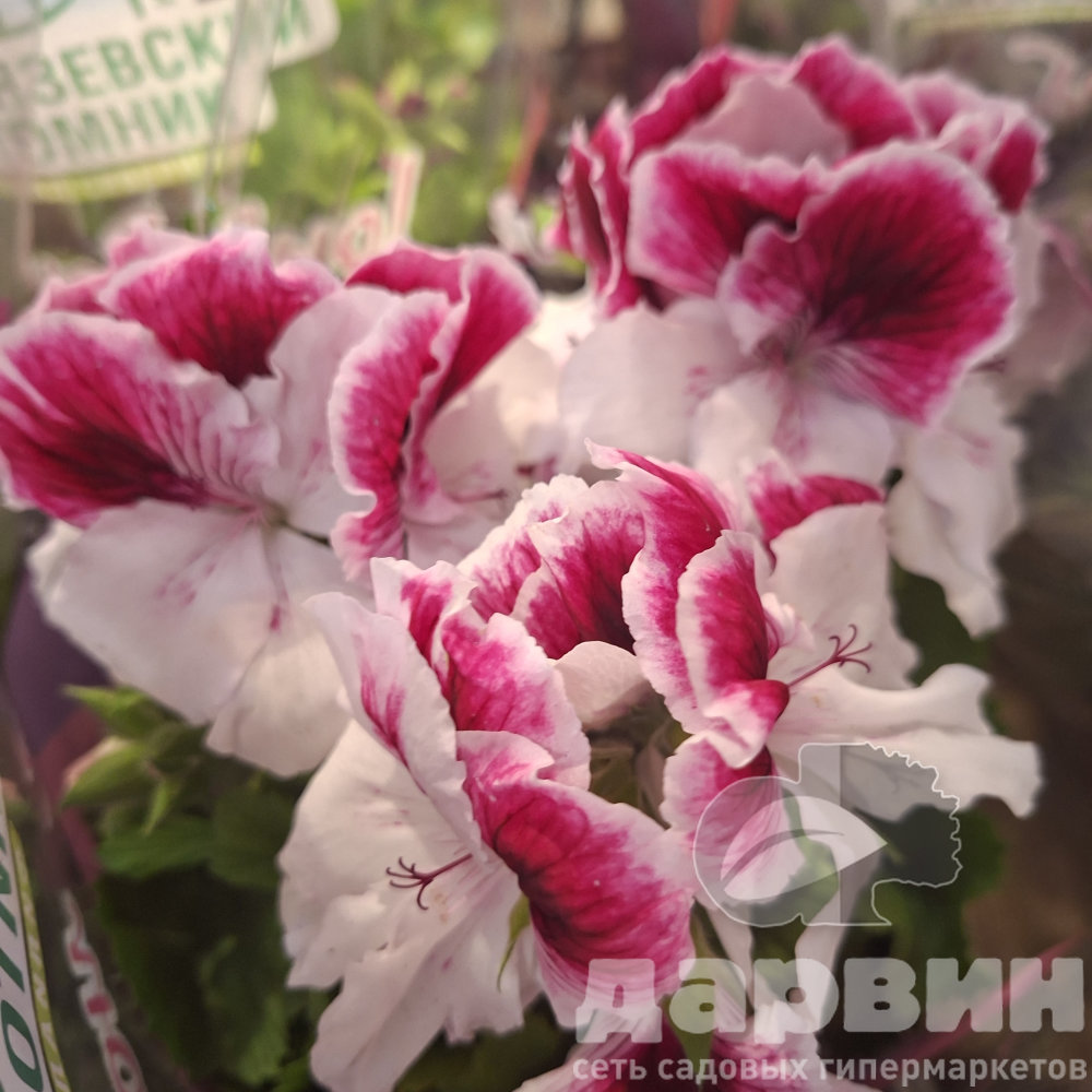 Пеларгония королевская d12 Tim (3) ватермарка