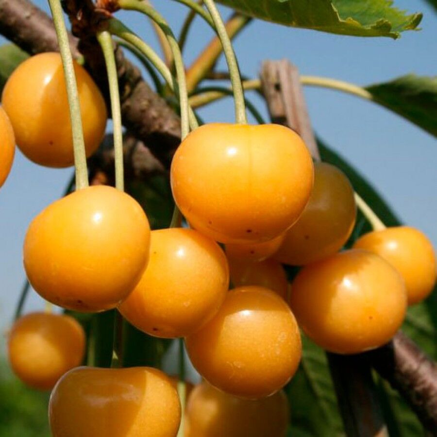 Черешня Дрогана v7 100-140 Tim 