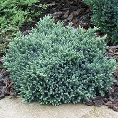 Растение можжевельник казацкий Блау Донау с5, 30-40см 