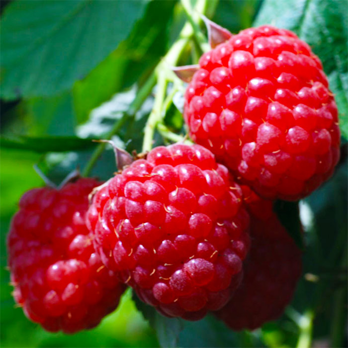 Малина ремонтантная Химбо Топ красная в коробке Tim 