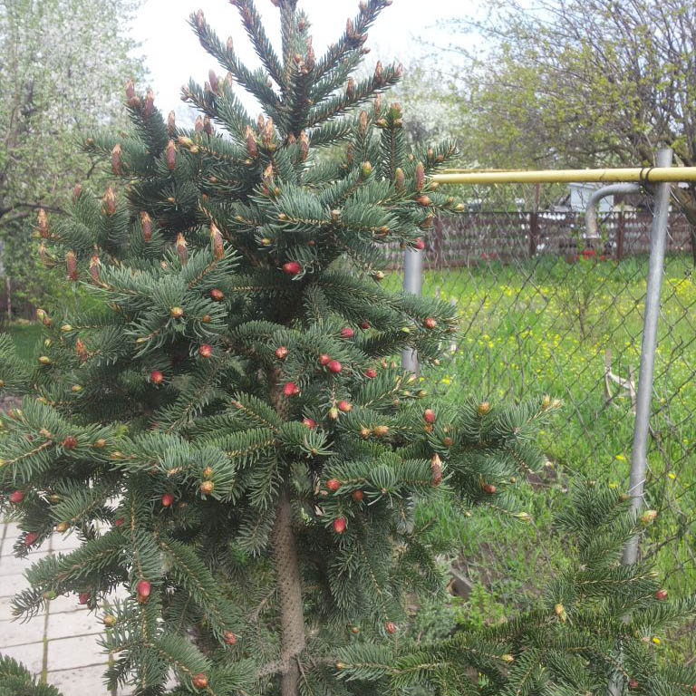 Ель канадская Корулеа хадсоника 125-150см Lt2 