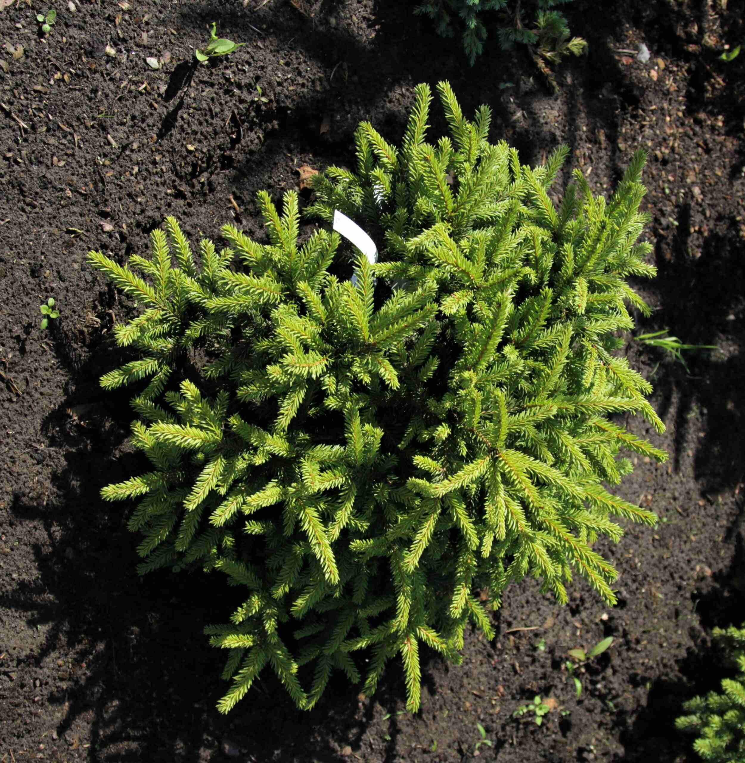 Ель обыкновенная v7,5 50-60 