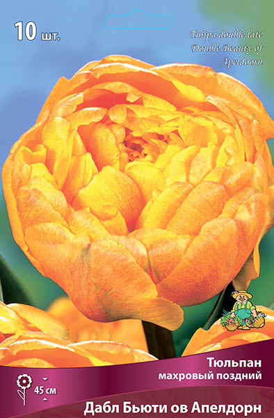 Луковица тюльпан махровый поздний Дабл Бьюти ов Апелдорн 11/12 красный 10шт Поиск 