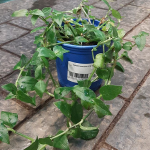 Традесканция d12 Tim 