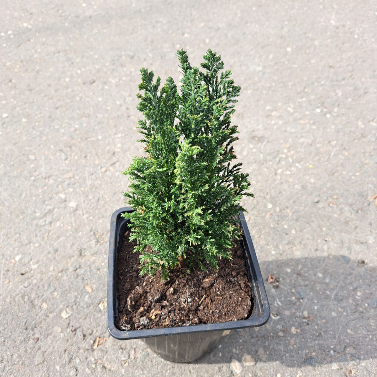 Кипарисовик лавсона Элвуди v2 Lav по цене  Кипарисовик лавсона Элвуди v2 Lav