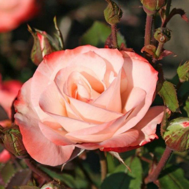 Роза шраб Ауф ди Фройндшафт v5 Dem 