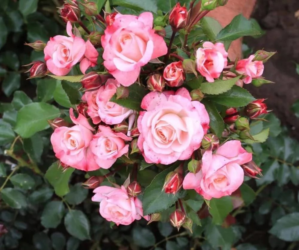 Роза кустовая Розенштадт Фрайзинг v5 Dem 