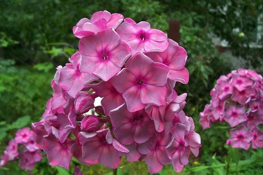 Флокс метельчатый Седой Урал d12 ХР 