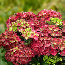 Гортензия крупнолистная Нингбо Руж v5 Tim 