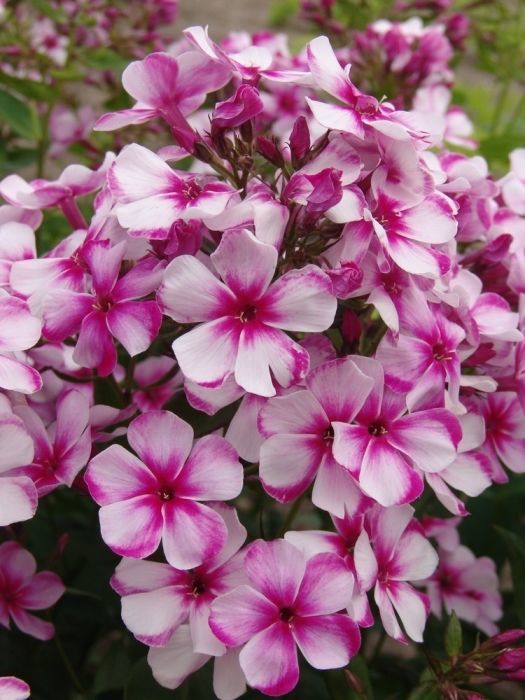 Флокс метельчатый Неон Флейр d15 ХР 