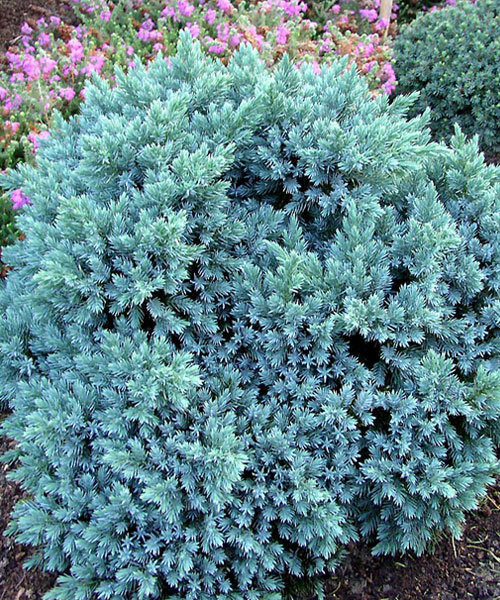 Можжевельник чешуйчатый Блю Стар v5 20-40 Bor 