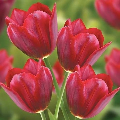 Луковица НВМ Тюльпан Паллада 11/12 5 шт 