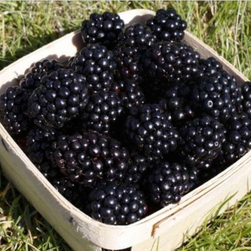 Ежевика Чачанска Бестрна v2 Lav 