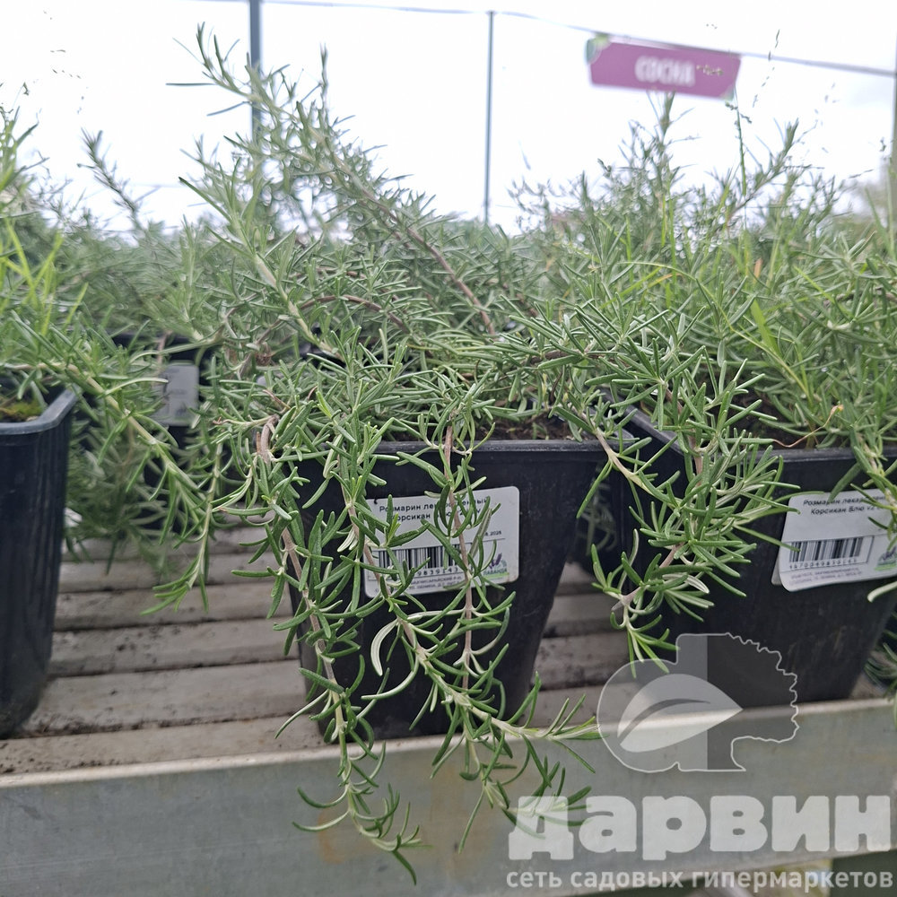Розмарин лекарственный Корсикан Блю v2 Lav 