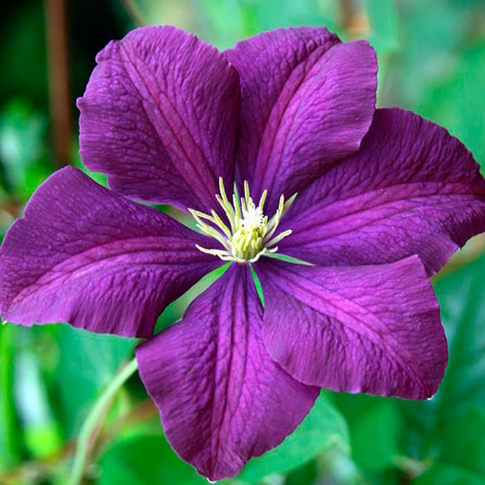 Клематис Варшавска Ника Р9 