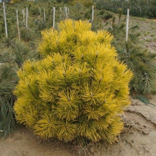 Сосна горная Винтерсонн 20-25 cm cont. 3,0L Mt 