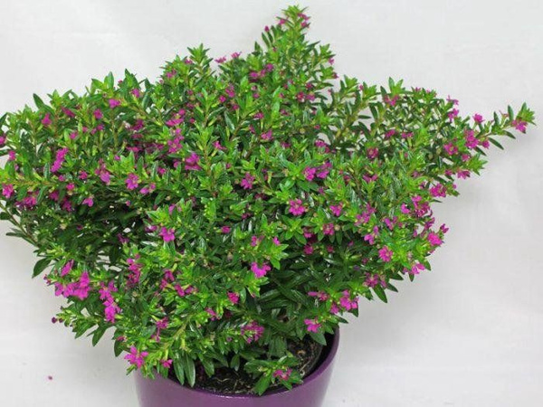 Куфея d9-10,ХР 