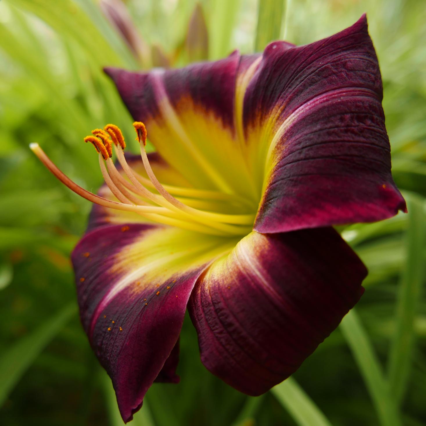 Лилейник Найт Бекон v2 Tim 