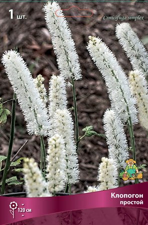 Корневище Клопогон простой I 1шт Поиск 
